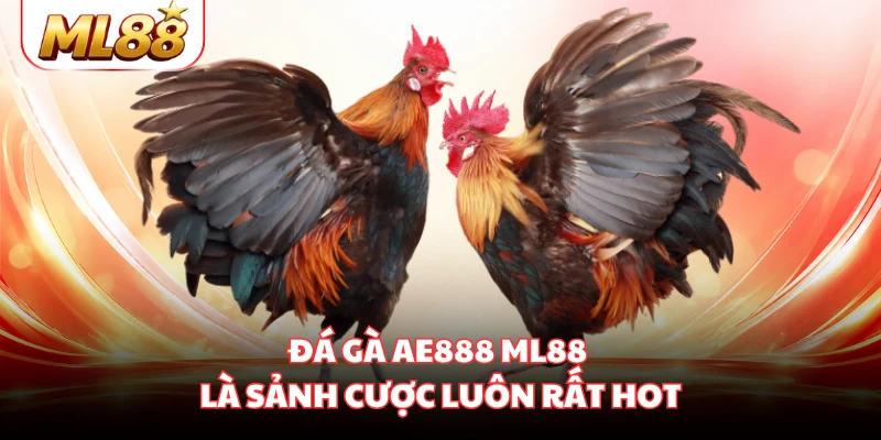 Đá gà AE888 ML88 là sảnh cược luôn rất hot